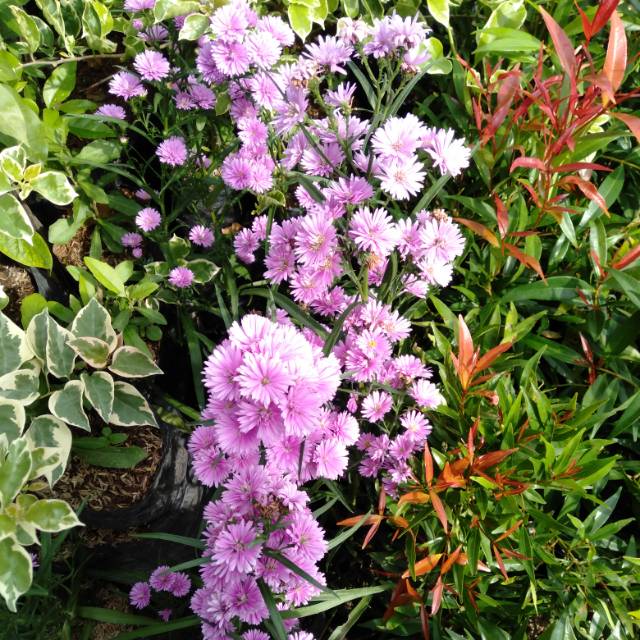 Bunga pikok pink minim 4 pohon Peacock pink Shopee Bunga pikok pink minim 4 pohon Peacock pink Shopee