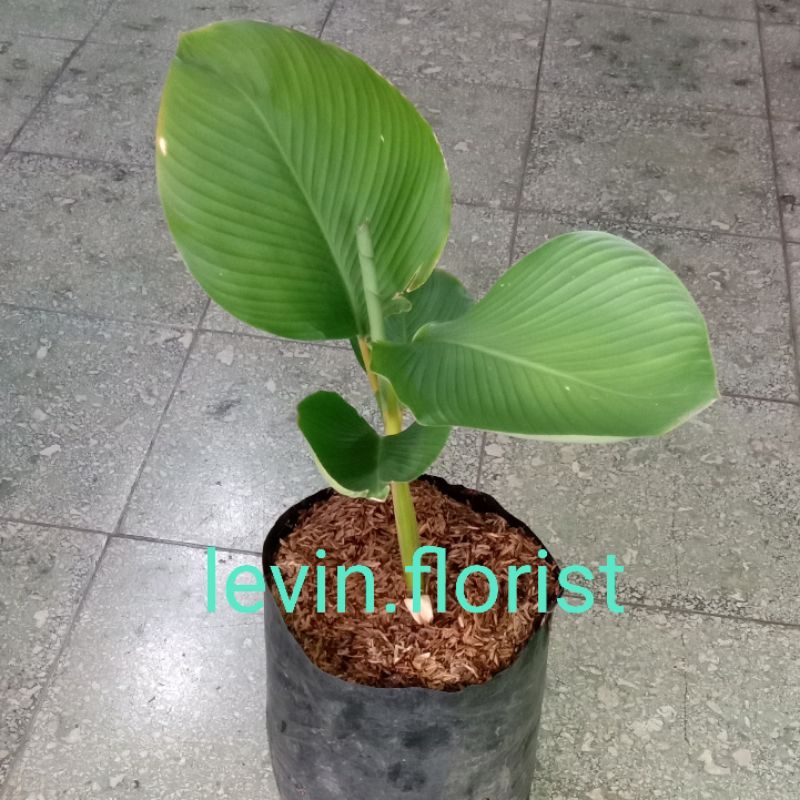 Calathea lutea / pisang / bibit tanaman hias bunga