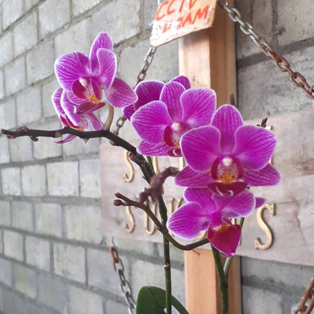 ANGGREK BULAN TAIWAN MINI SEXY