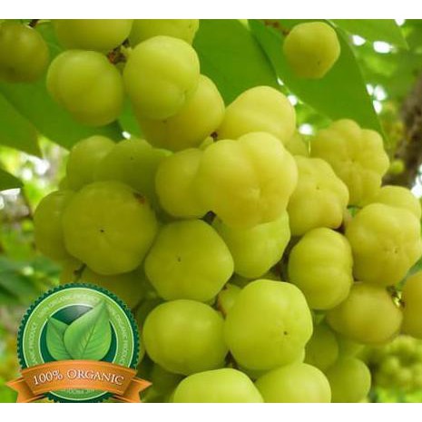 BIBIT CEREMAI / BIBIT BUAH / TANAMAN LANGKA SP”