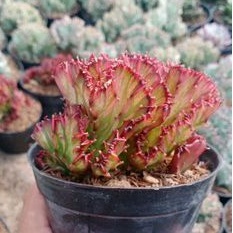 TANAMAN HIAS EUPHORBIA LACTEA RED DRAGON
