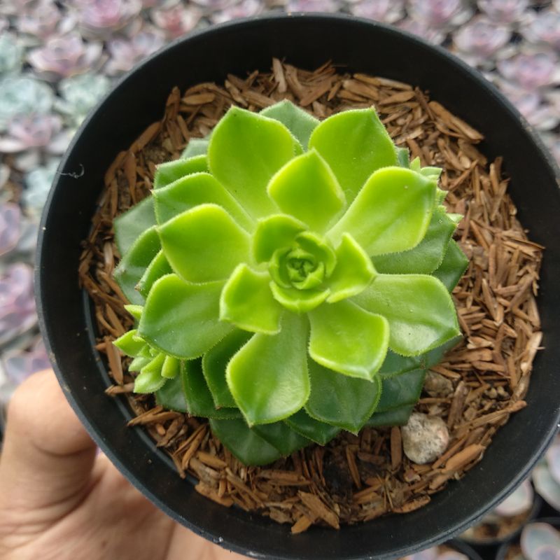 Echeveria Letizia | DP 10cm | Sukulen