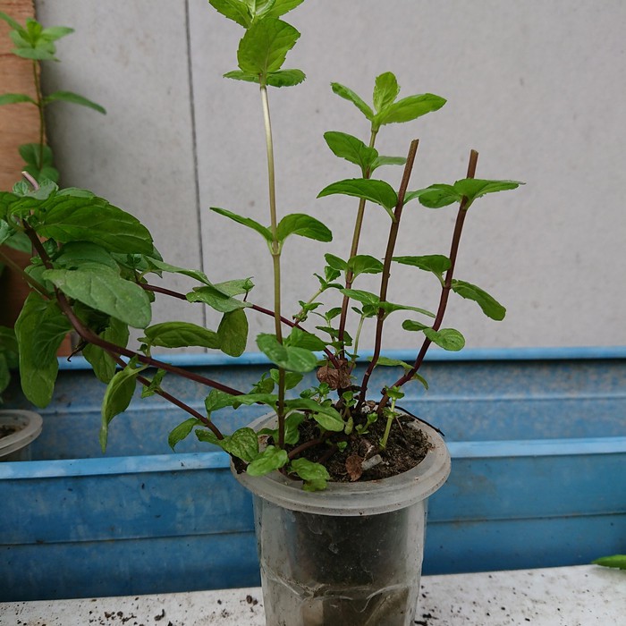 daun mint segar bibit daun mint benih daun mint LARGE