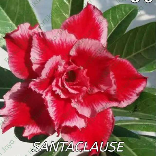 

Bibit Bunga Kamboja Adenium SantaClause ( HOKI OFFICE STORE )