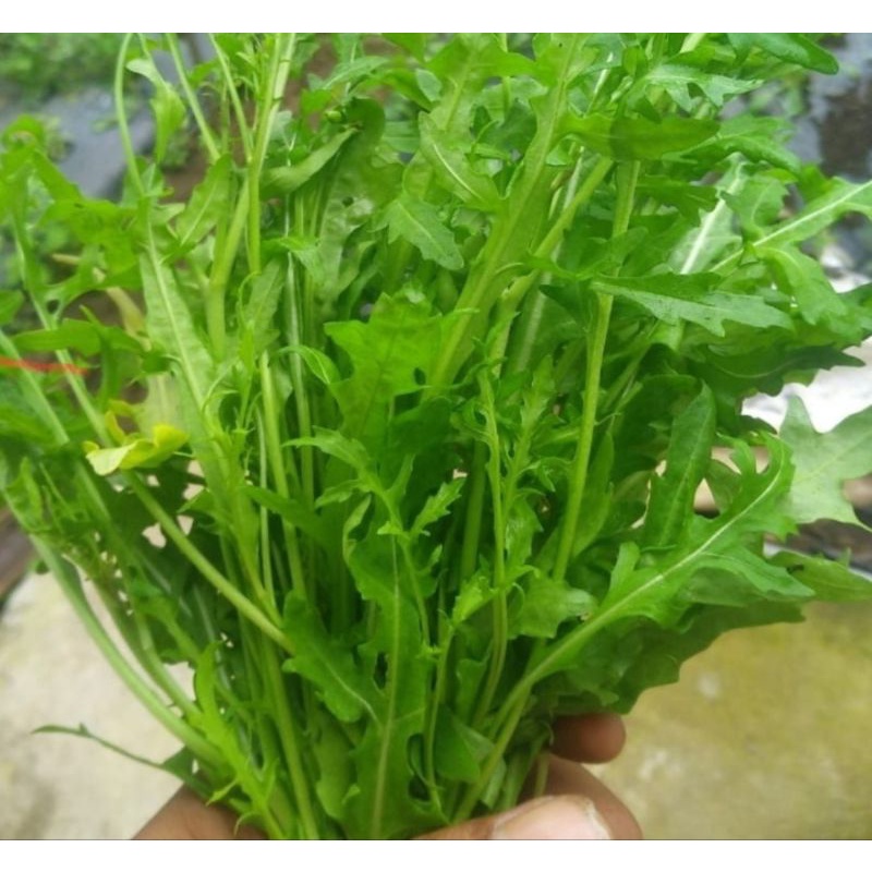 arugula rocket wild 100 gram