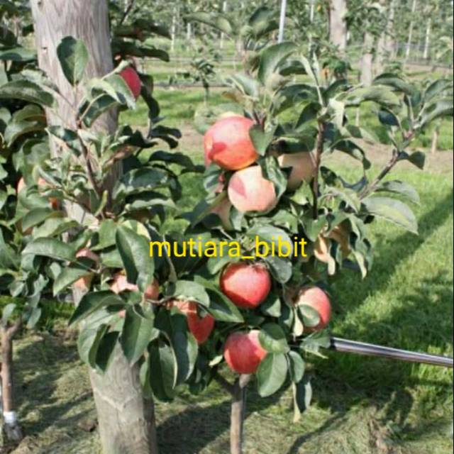 bibit apel honeyterlaris-2