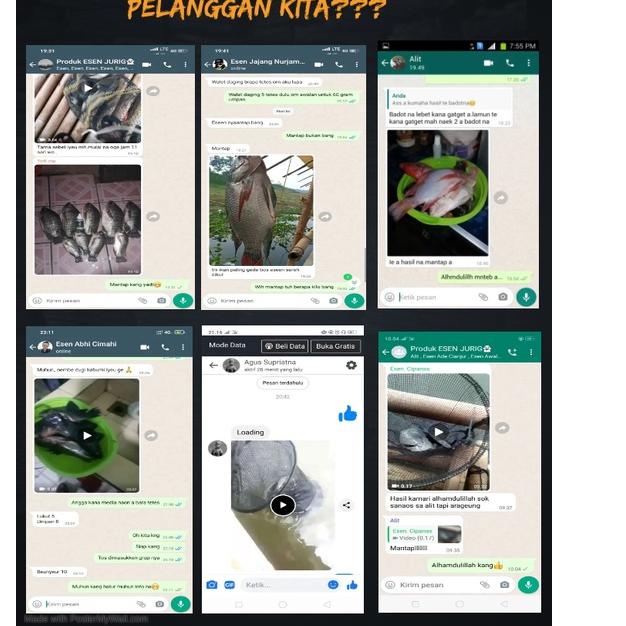 Harga Spesial.. Esen si jurig R7 Esen ikan nila Esen ikan nila liar Esen ikan nila liar media lumut 