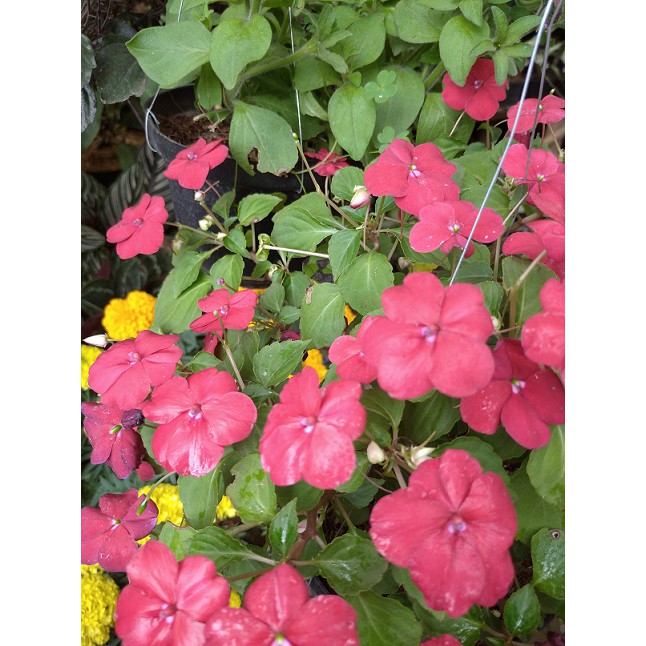 Tanaman Hias Petunia~Kembang Petunia~Bibit tanamanPetunia~ Minimal order 4 pohon