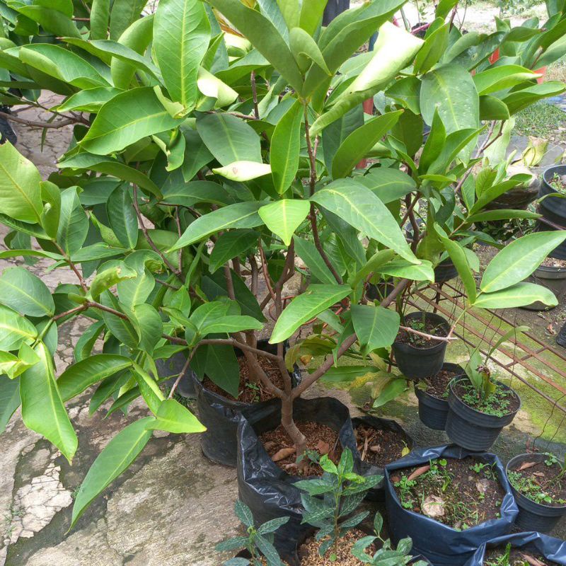 BIBIT JAMBU AIR CITRA CANGKOKAN