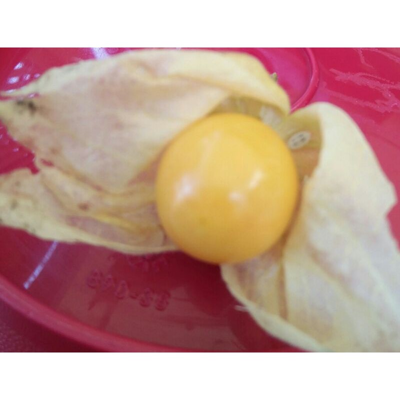 Benih Ciplukan/Cecendet Golden Berry