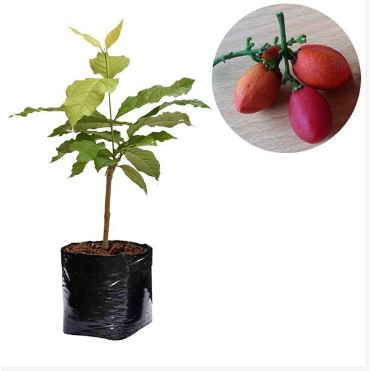 

PERKEBUNAN/ BIBIT BUAH KACANG AMAZON TINGGI 40CM