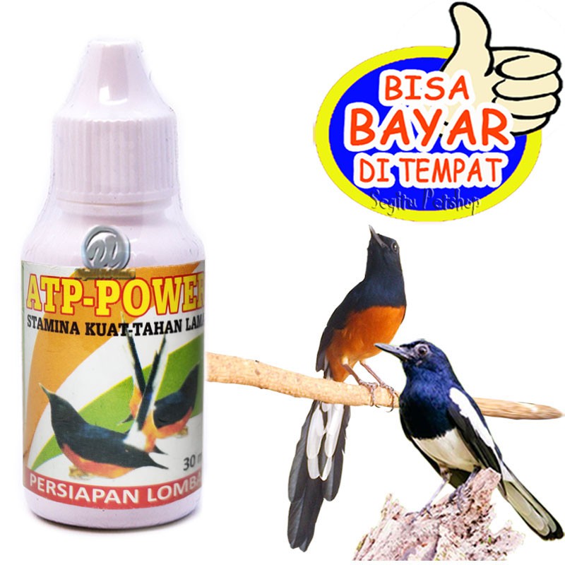 VITAMIN BURUNG KICAU LOMBA MURAI KACER IJO LOVE BIRD ATP POWER