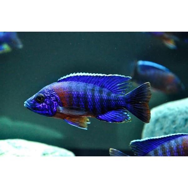 Ikan Cichlid Red Flush Ikan Hias Air Tawar