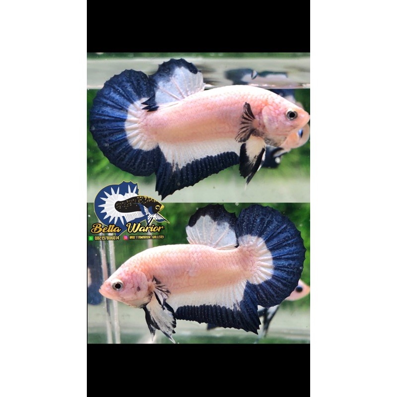 

Cupang