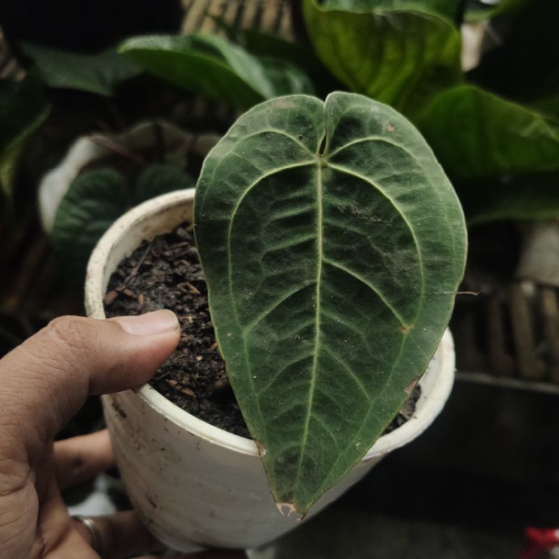 ANTHURIUM VEITCHII X ACE OF SPADES ( KG ALIGATOR )