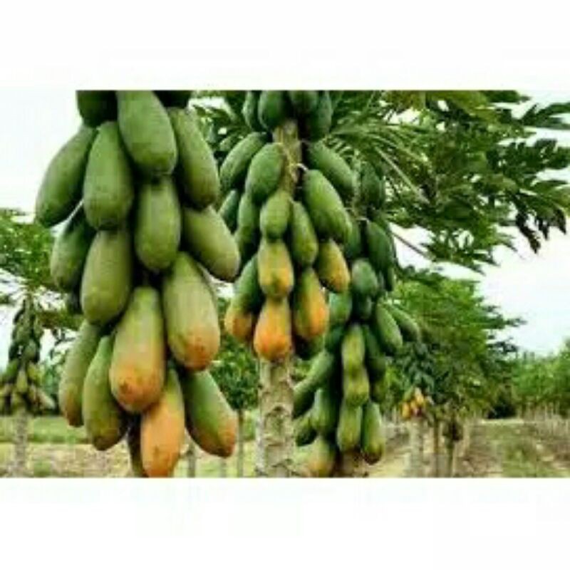 Bibit pepaya thailand