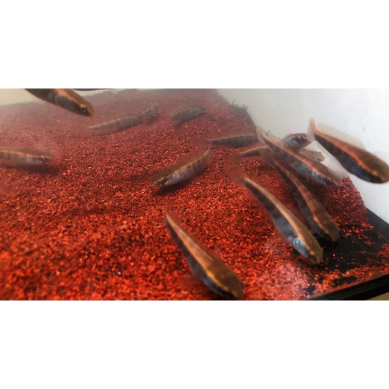 Super Red Lempuyang Grade A++