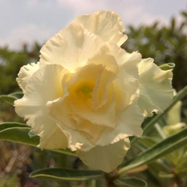 PROMO KAMBOJA JEPANG Bibit Bunga Adenium Happy Gold - Kamboja Jepang Obesum Tumpuk AFI