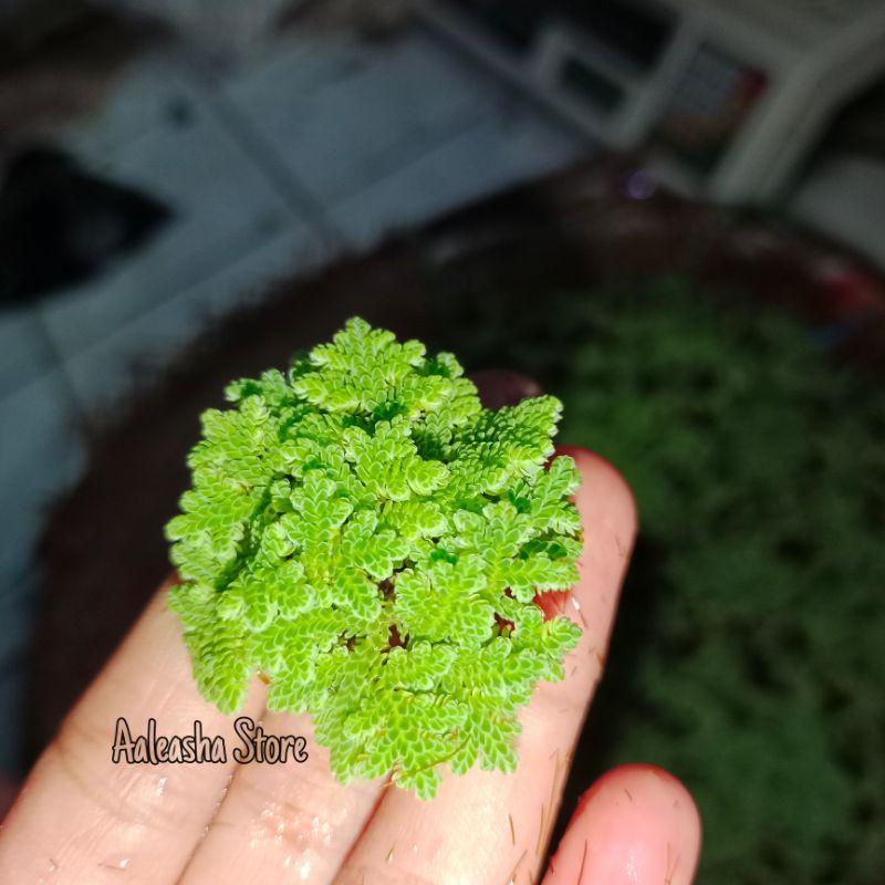 Bibit Azolla Azola Microphyla Pinnata Pakan Ikan 100 gram