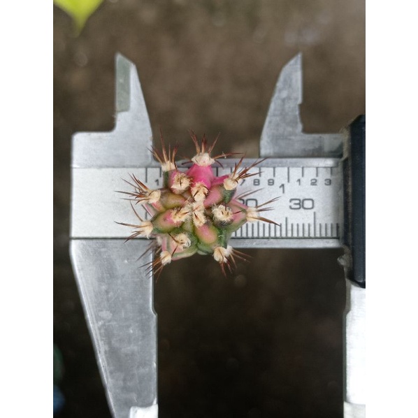 Gymnocalycium Pink Diamond