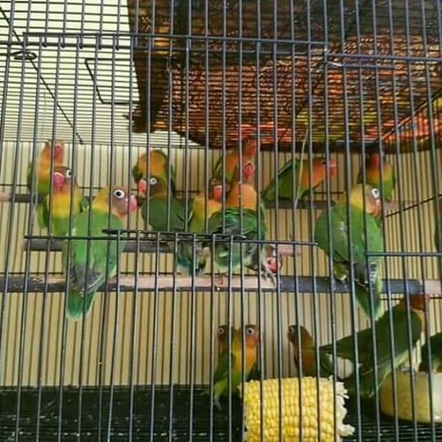 Love bird josan balibu (paud)