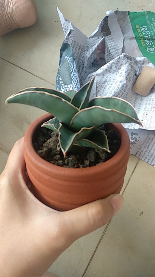 Sensipera Lavranus Pot8cm