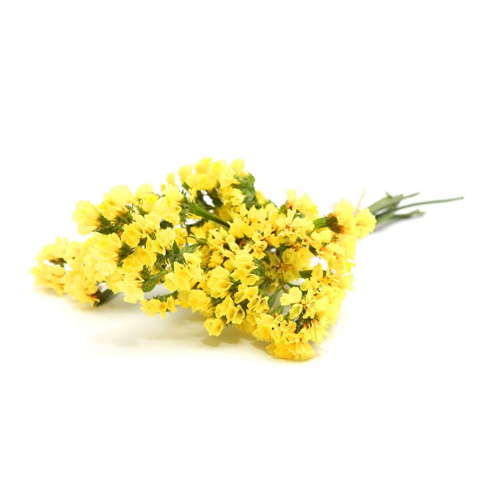 Benih Bibit Biji - Bunga Statice Yellow Kuning (Limonium sinuatum) Flower Seeds - IMPORT