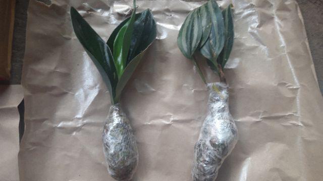 Scindapsus Trubii Drak