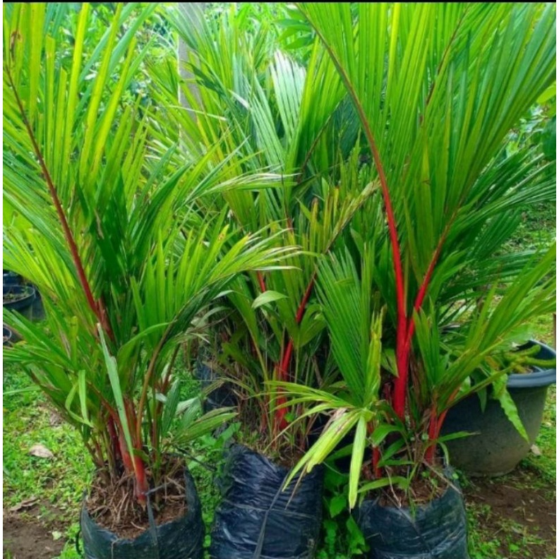 Tanaman Hias Palem Merah - Pohon Palem Merah - Bibit Pohon Palem