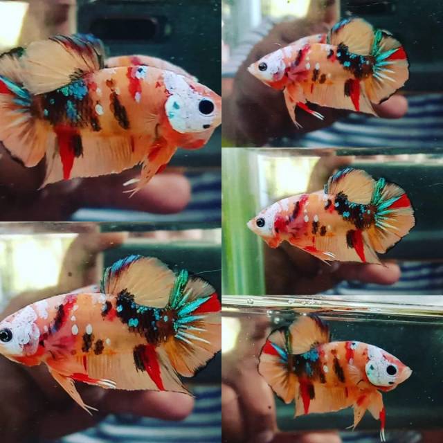 Cupang Hias Koi Galaxy