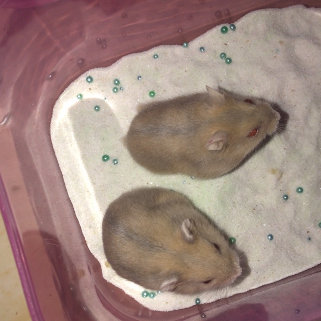 Hamster Winter Golden Red Eye