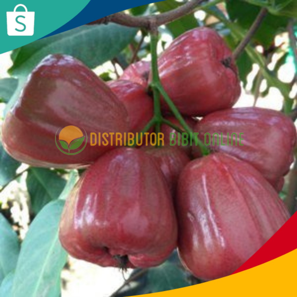 Bibit Tanaman Jambu Air Dalhari Hasil Okulasi Siap Berbuah