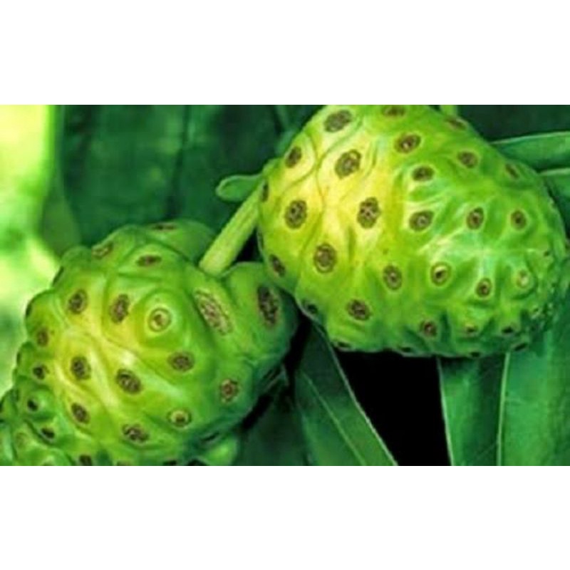 

MENGKUDU/PACE 1kg OBAT HERBAL TRADISIONAL