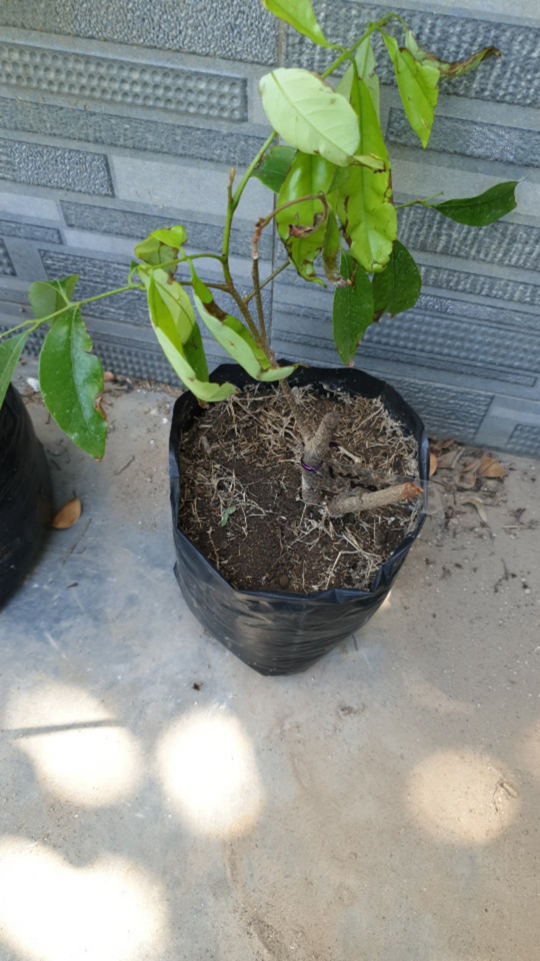 Tanaman Leci Kom / Leci Merah (tinggi 30-50 Cm)