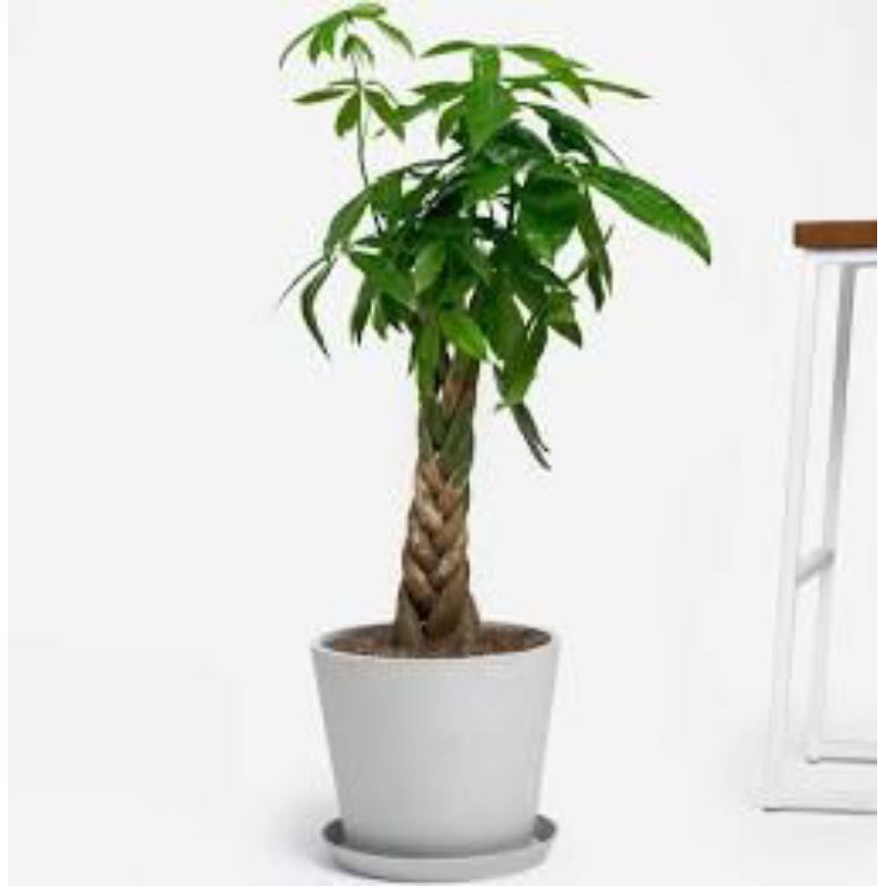 Pachira aquatica Tanaman hias pacira kepang 9