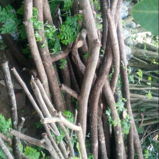 Pohon penghijauan trembesi