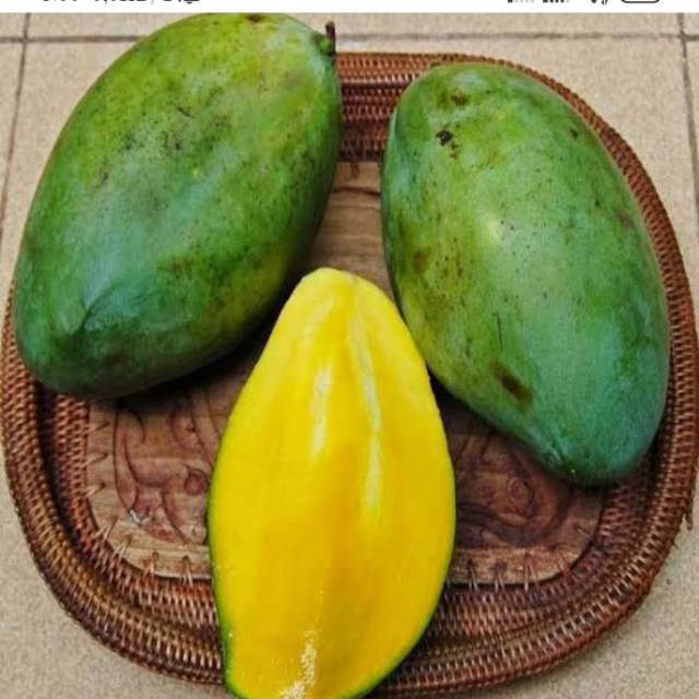 Bibit buah mangga madu situbondo