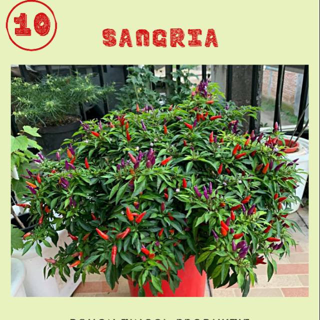 Benih cabe unik Sangria cabe ungu