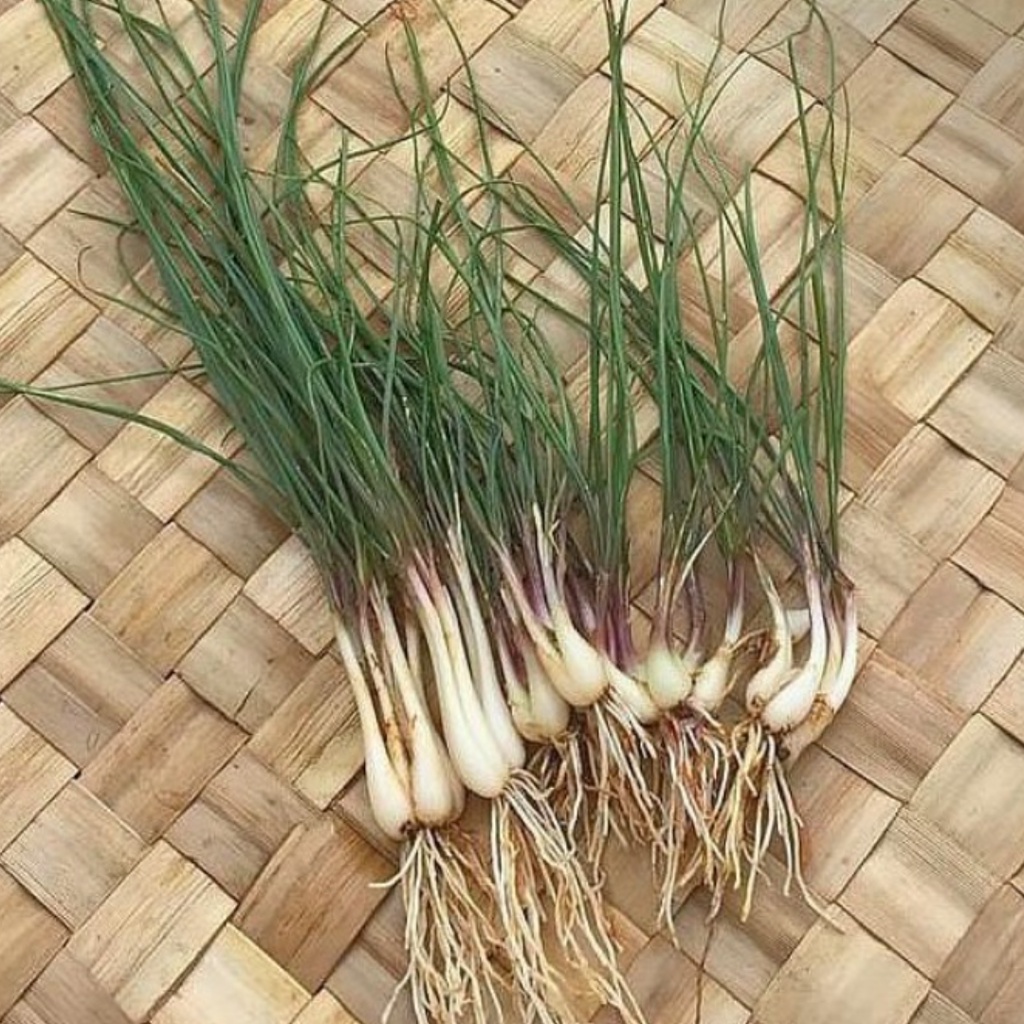 

Lokio per Ikat Bawang Batak Lengkio Sayur Hijau Cikarang Warung Sedepan