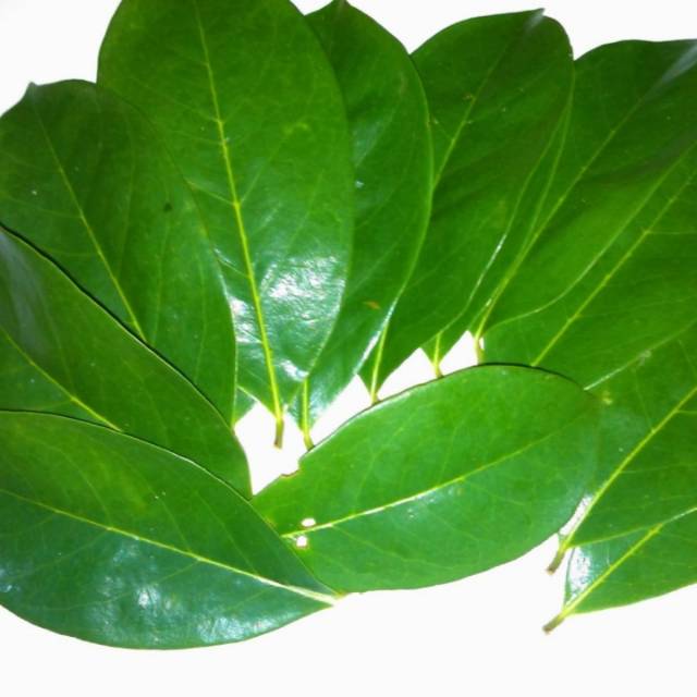 

Daun sirsak segar
