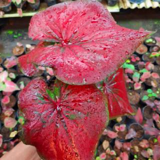 Tanaman Hias Caladium Keladi  Hias PAKET CALADIUM bonus 