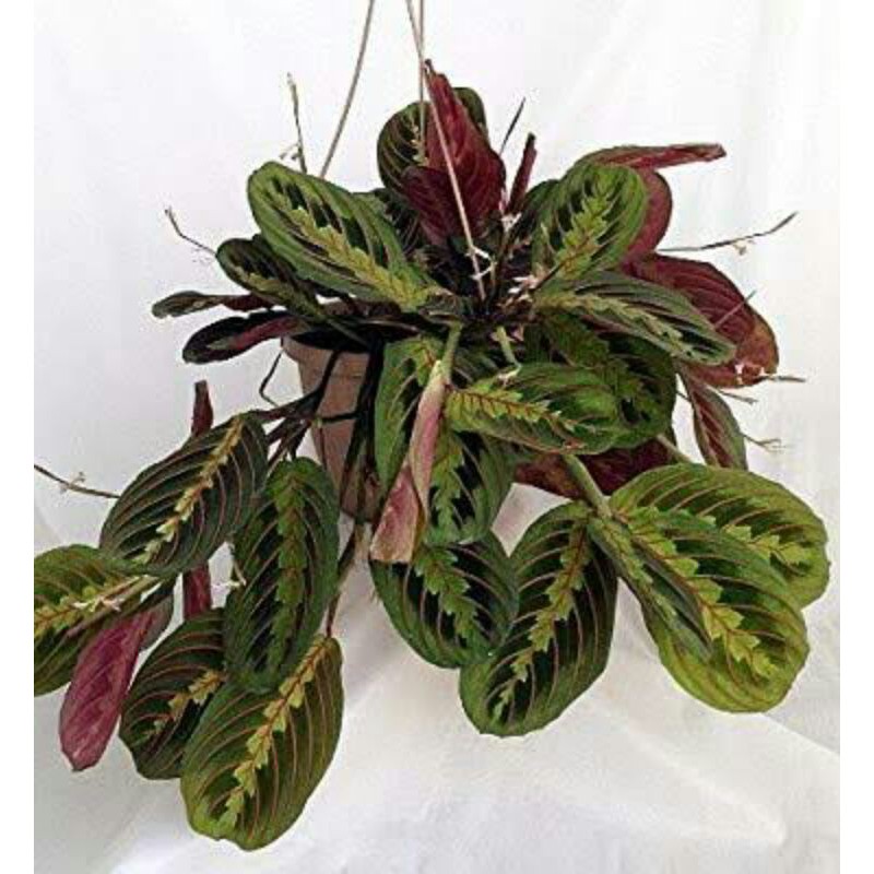 Tanaman hias calatea kepiting