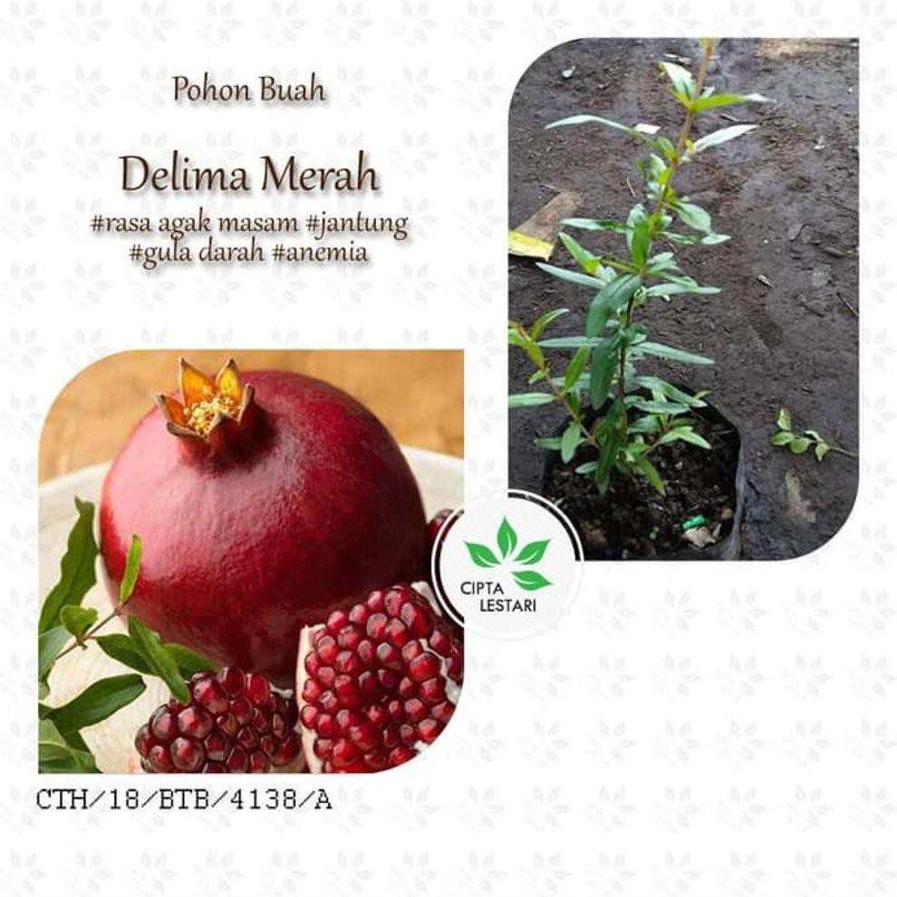 Laris Bibit Pohon Delima Merah Tanaman Buah Favorite Manis Asam Limited v0cer