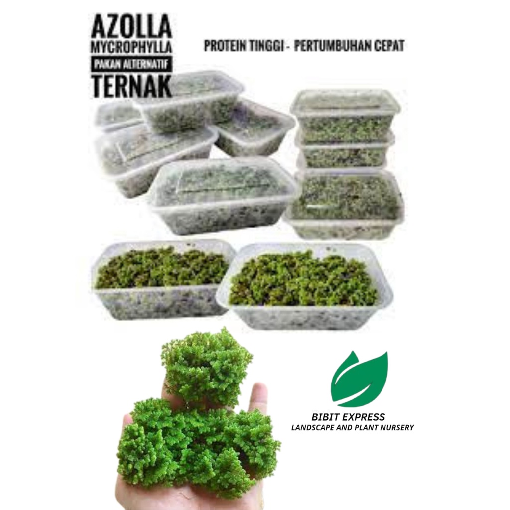 Azolla/pakan ternak murah micropila