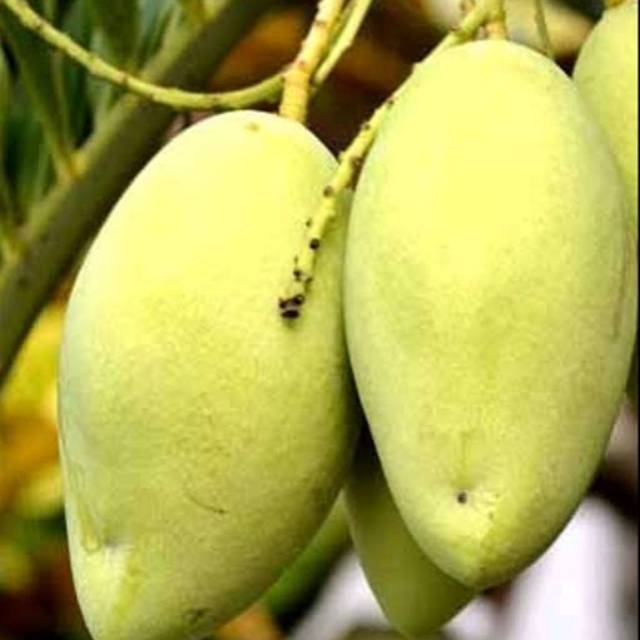 Bibit mangga okyong super