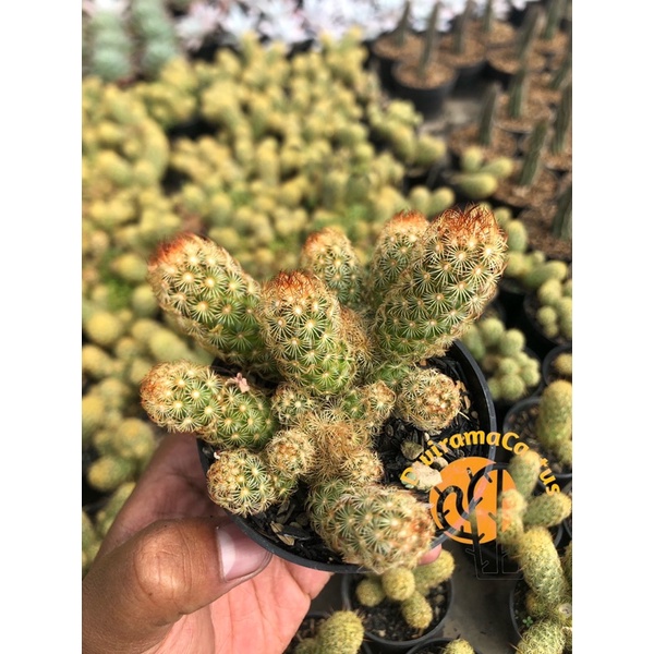 Kaktus Dan Sekulen / Elongata Cluster duri merah