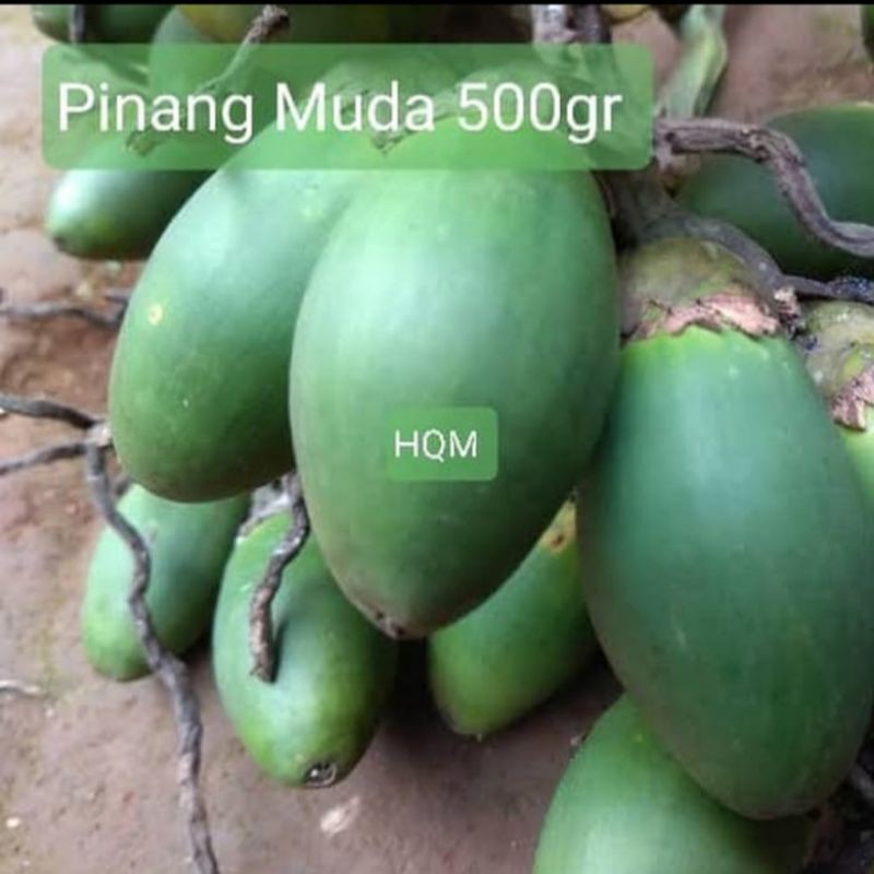 BUAH PINANG MUDA FRESS OBAT KUAT 300 GRAM