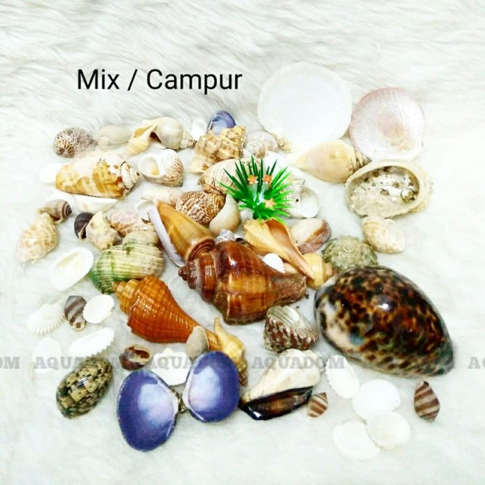 Cangkang Kerang Hiasan Akuarium Aquascape Kerajinan Craft Diy Dekorasi 062