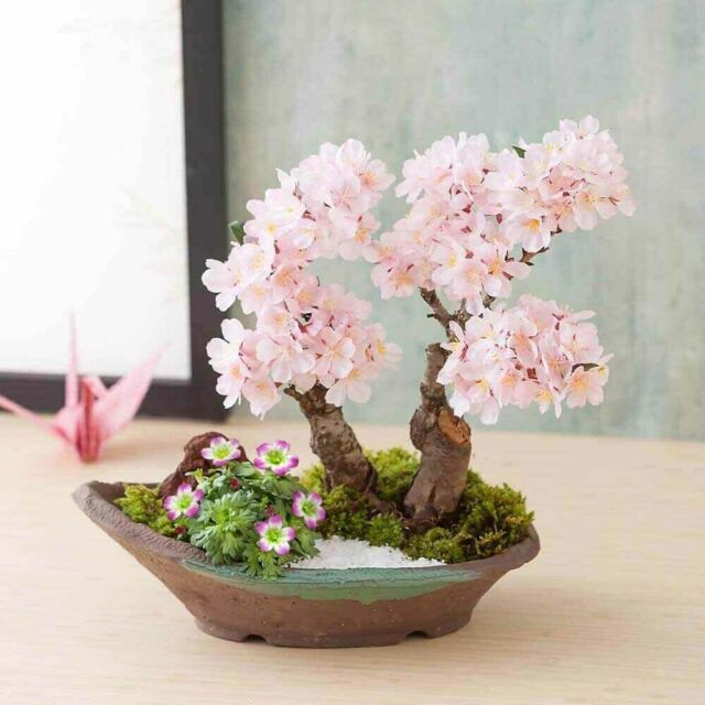 Bibit Bunga Sakura Bonsai Mini Hasil Indukan Import-1
