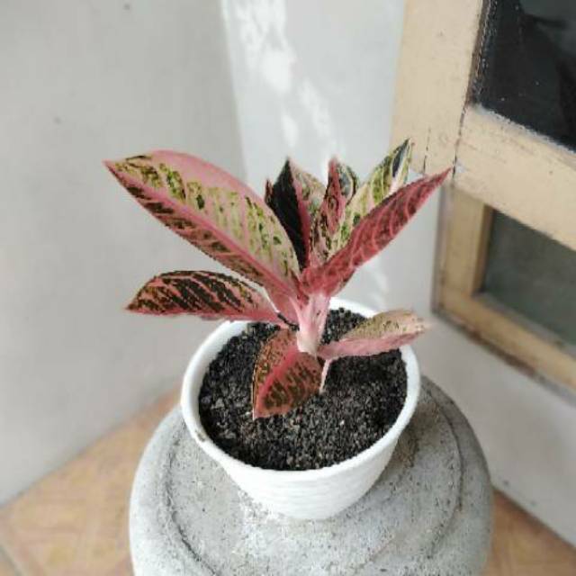 Aglonema Pride Of Sumatra